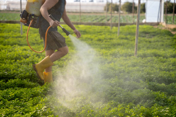 Best Affordable Pest Control Services  in El Valle De Arroyo Seco, NM