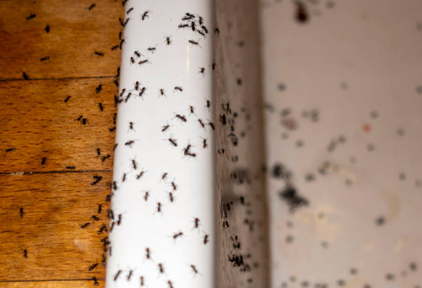 Trusted El Valle De Arroyo Seco, NM Pest Control Experts