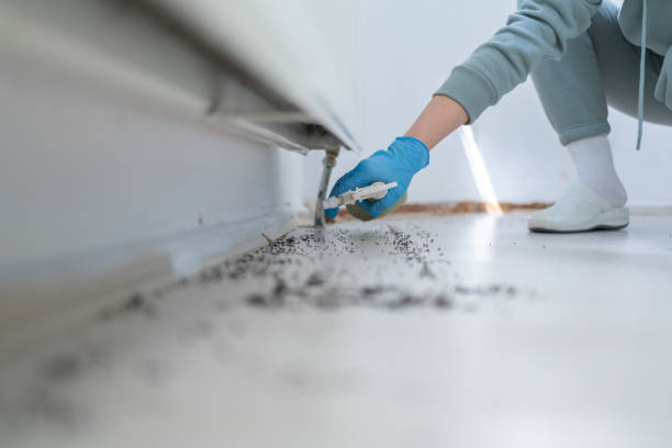 Best Best Pest Control Companies  in El Valle De Arroyo Seco, NM